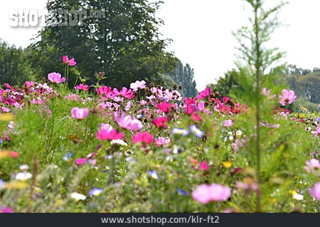 
                Schnittblumen, Blumenfeld                   