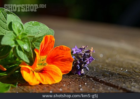 
                Blüte, Kapuzinerkresse, Salbeiblüte                   
