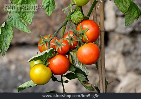 
                Tomate, Tomatenpflanze                   