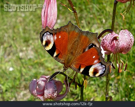 
                Schmetterling, Pfauenauge, Türkenbundlilie                   