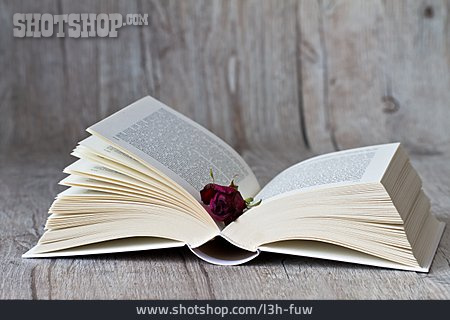 
                Rose, Buch, Lektüre                   