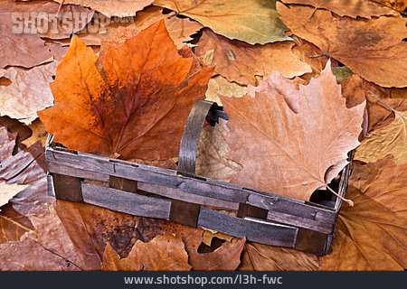 
                Herbstlaub, Ahornblatt                   