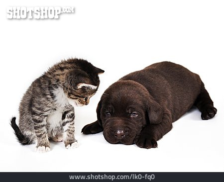 
                Kätzchen, Welpe, Tierfreundschaft                   