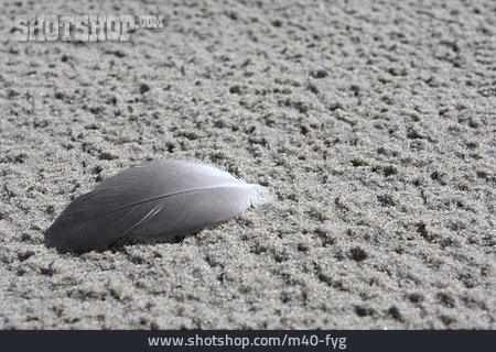 
                Sand, Vogelfeder                   