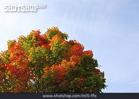 
                Herbst, Herbstlaub, Baumkrone                   