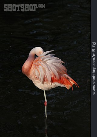 
                Flamingo                   