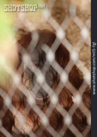 
                Affe, Gefangenschaft, Orang-utan                   
