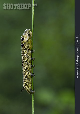 
                Raupe, Schmetterlingsraupe, Mittlerer Weinschwärmer                   