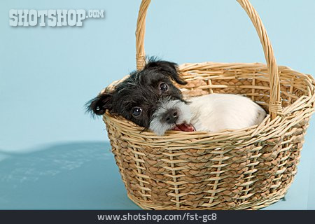 
                Hundewelpe, Parson Russell Terrier                   