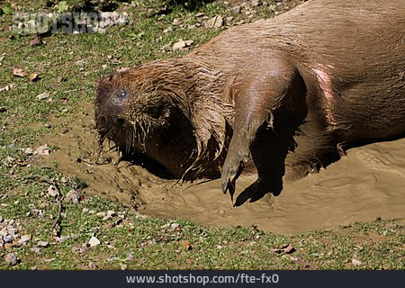 
                Wasserschwein, Capybara                   