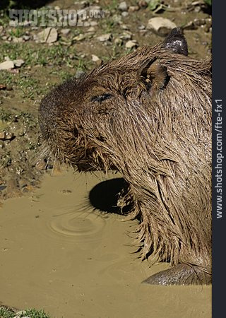 
                Wasserschwein, Capybara                   