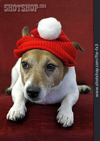 
                Jack Russell Terrier, Verkleidet, Weihnachtshund                   