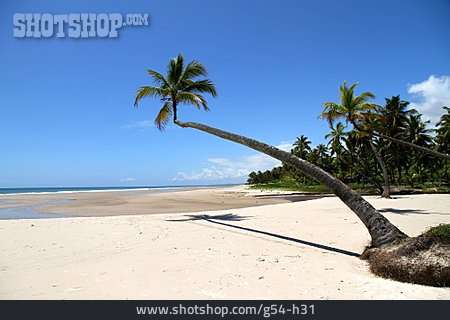 
                Strand, Palme, Kokospalme                   
