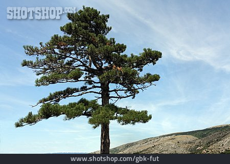 
                Tree, Pine                   