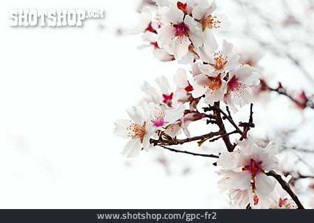 
                Frühjahr, Blüte, Kirschblüte, Kirschzweig                   
