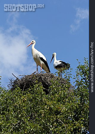 
                Weißstorch, Storchennest                   