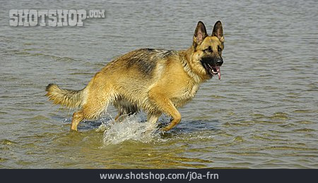 
                Schäferhund, Deutscher Schäferhund                   