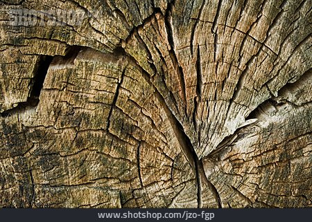
                Holzmaserung, Baumscheibe                   