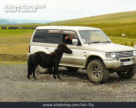
                Geländewagen, Shetland Pony                   