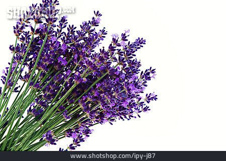 
                Lavendel, Lavendelblüte, Lavendelstrauß                   