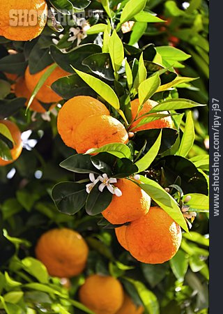 
                Südfrucht, Orangen, Orangenbaum                   