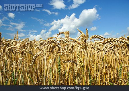 
                Getreide, Weizen, Weizenfeld                   