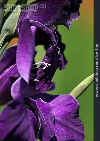 
                Violett, Gladiole                   