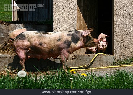 
                Schwein, Stall                   