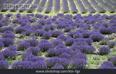 
                Lavendelfeld                   