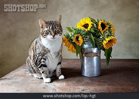 
                Sonnenblume, Katze, Blumenstrauß                   