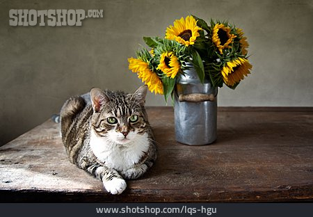 
                Sonnenblume, Katze, Blumenstrauß                   