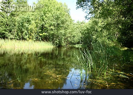 
                Weiher, Waldsee, Biotop                   