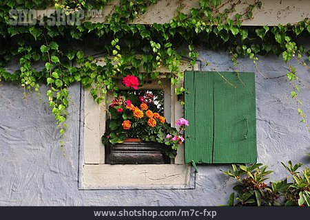 
                Fenster, Fensterladen, Blumendekoration                   