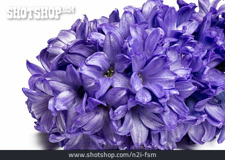 
                Hyacinth                   