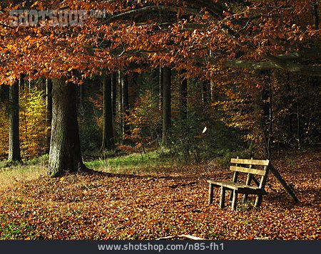 
                Wald, Herbst, Herbstwald, Bank                   