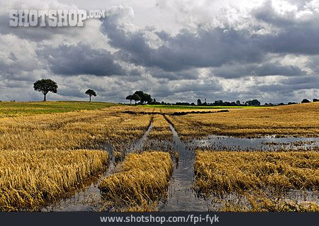 
                Getreide, überschwemmung, Getreidefeld                   