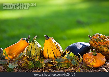 
                Herbstlich, Kürbis, Zierkürbis                   