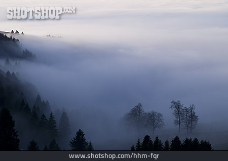 
                Nebel, Schwarzwald, Nadelwald, Nebelmeer                   