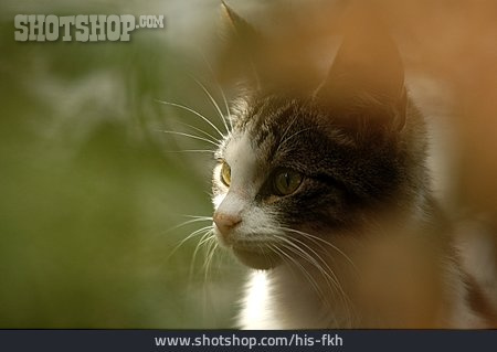 
                Katze, Katzenportrait                   