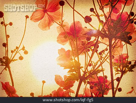 
                Blume, Anemone, Flower Power                   