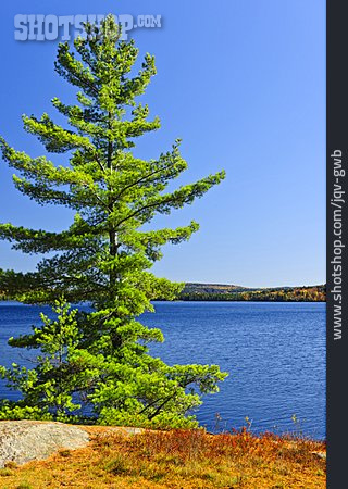 
                Baum, Nadelbaum, Algonquin Park                   