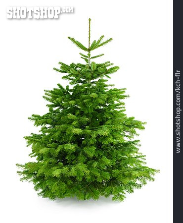 
                Baum, Nadelbaum, Tannenbaum, Weihnachtsbaum                   
