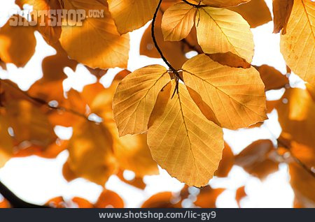 
                Herbst, Buche, Buchenblatt, Herbstblatt, Baumblatt                   