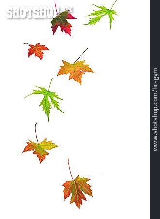 
                Herbst, Laub, Ahornblatt                   