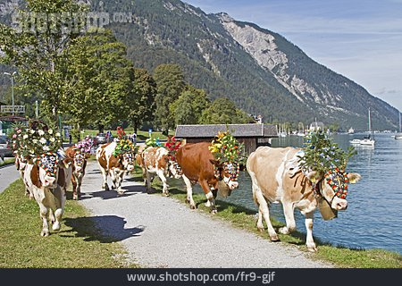 
                Kühe, Achensee, Blumenschmuck, Almabtrieb                   