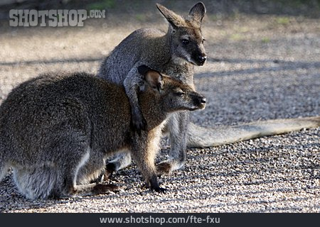 
                Känguru, Rotnackenwallaby                   