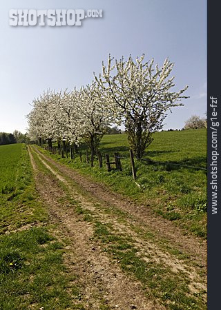
                Feldweg, Prunus                   