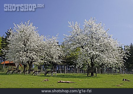 
                Kirschbaum, Frühlingslandschaft                   