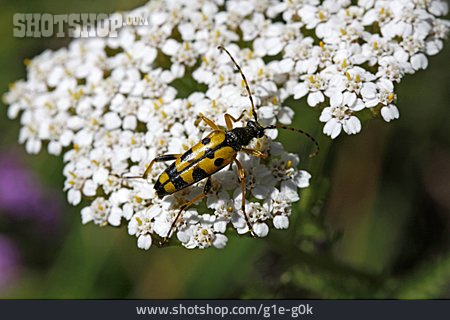 
                Longhorn Beetle                   