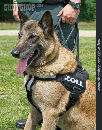 
                Polizeihund, Schutzhund                   